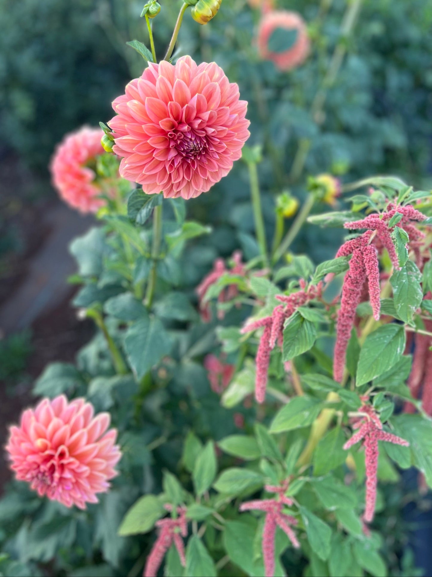 Dahlia 'Trevallyn Pride'