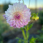Dahlia 'Hillview Gem'
