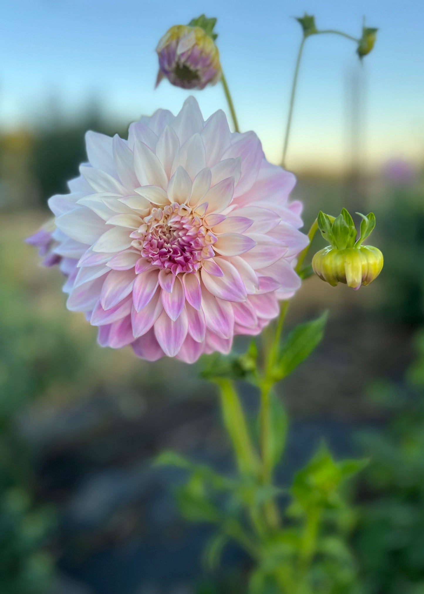 Dahlia 'Hillview Gem'