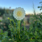 Dahlia 'Snowy'