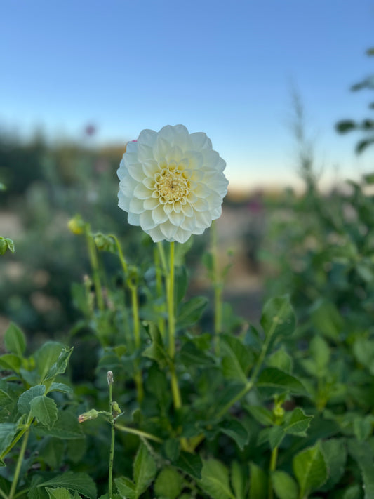Dahlia 'Snowy'
