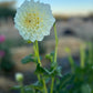 Dahlia 'Snowy'