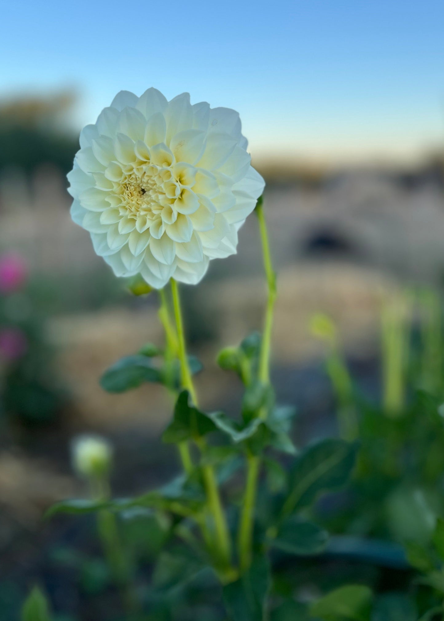 Dahlia 'Snowy'