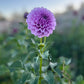 Purple / Lilac toned Dahlia Tubers, side view.