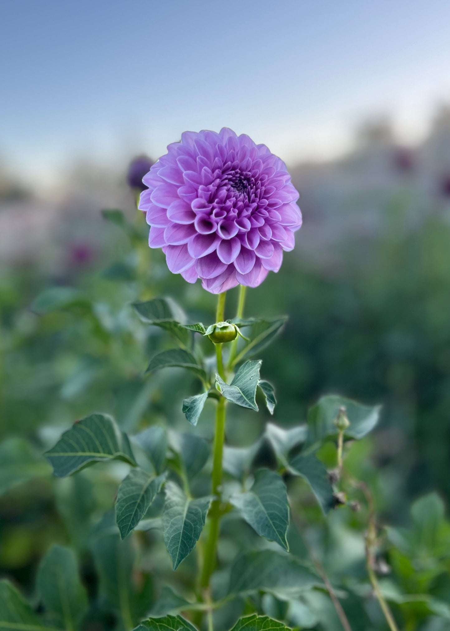 Purple / Lilac toned Dahlia Tubers, side view.