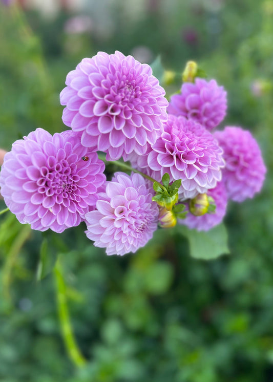 Close-up Bunch of Shirley Yeoman Dahlia Tubers.