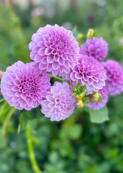 Farmgate Bunches ~ Ball Dahlias