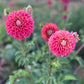 Dahlia 'Everbloom Sangria'
