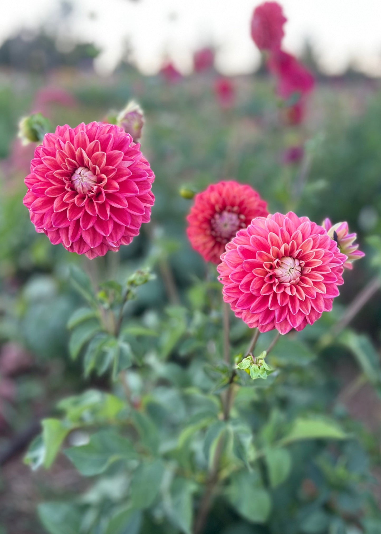 Dahlia 'Everbloom Sangria'