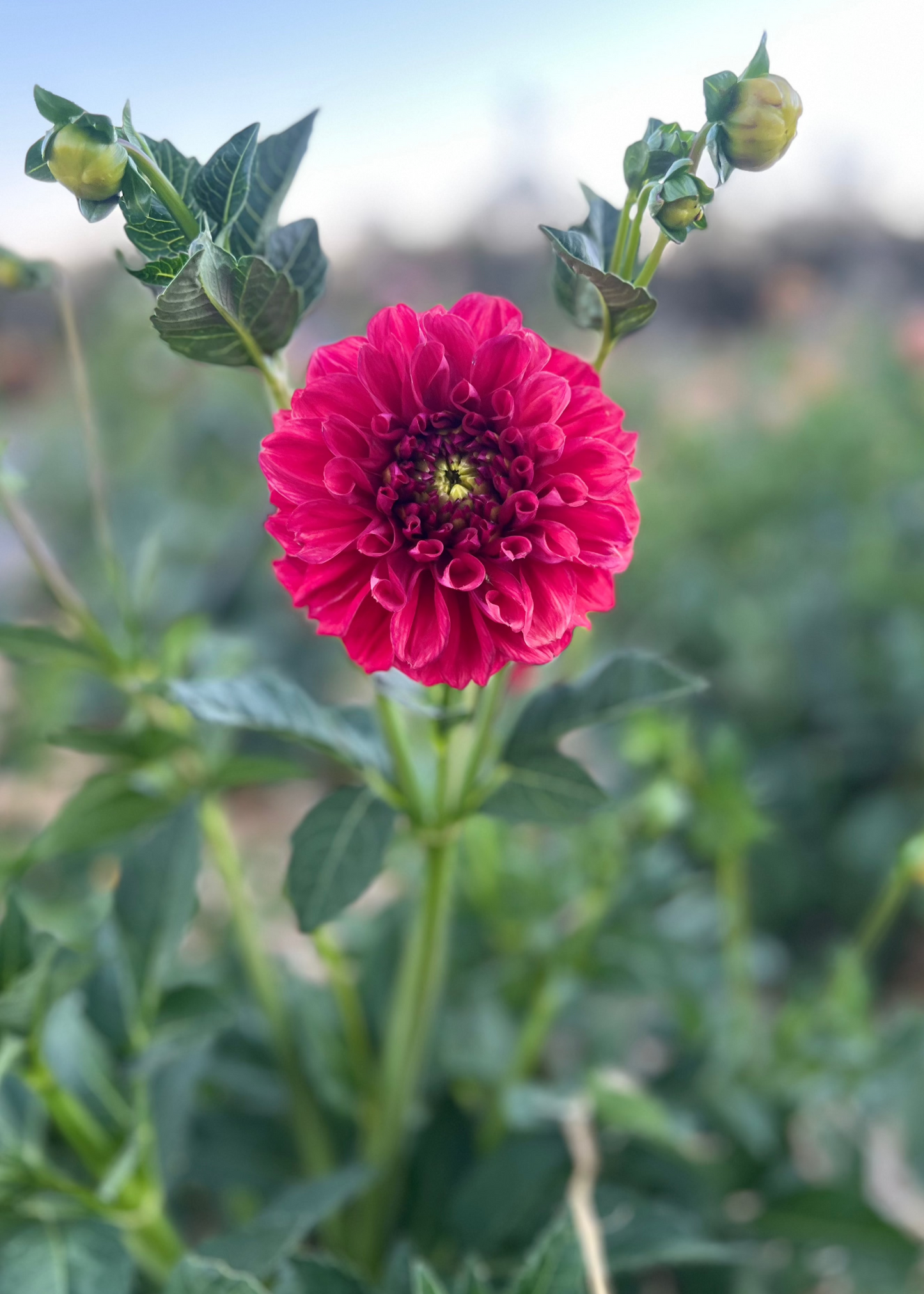 Everbloom Blood Moon