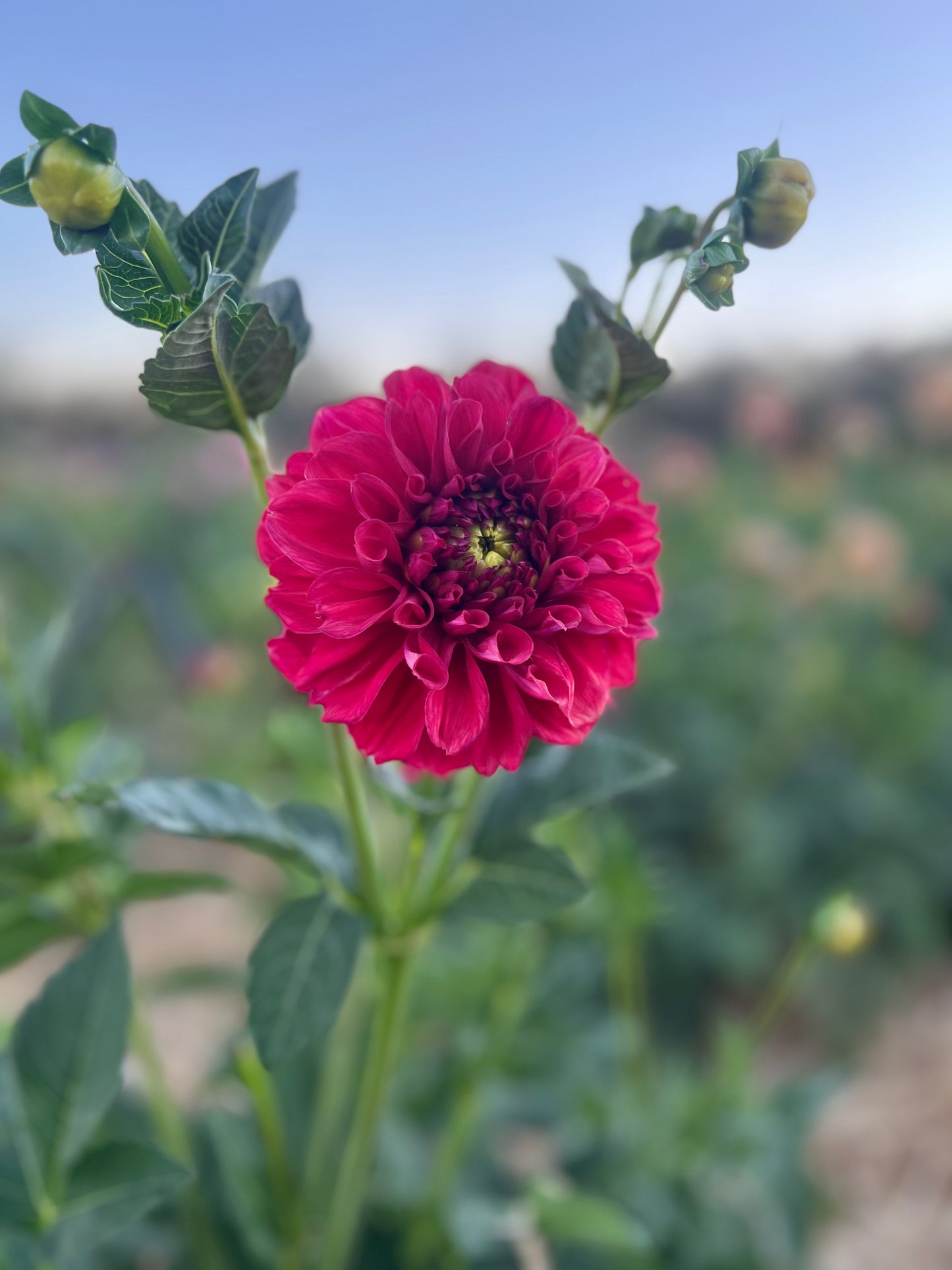 Everbloom Blood Moon