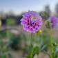 Dahlia 'Glenmarc Margaret'