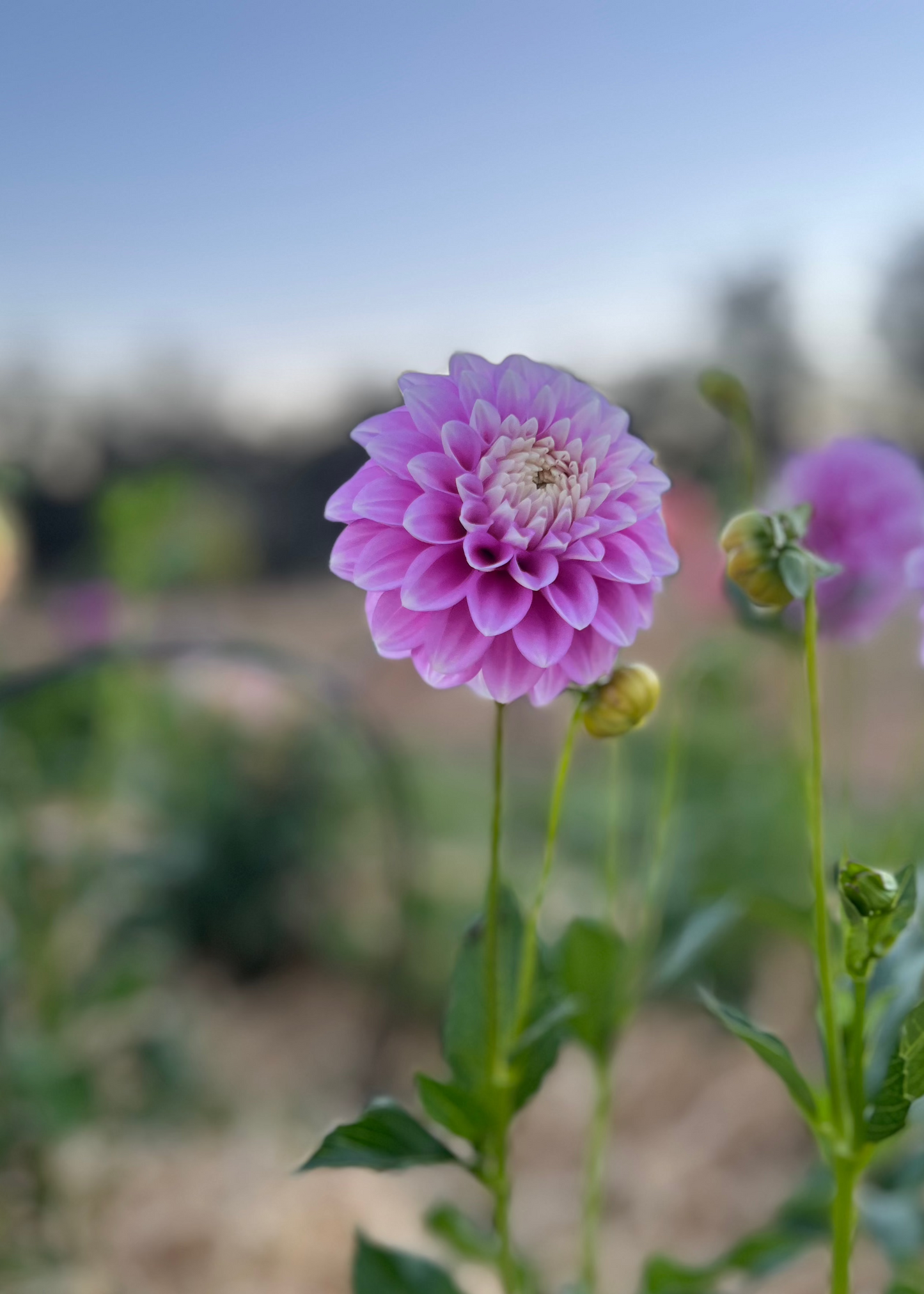 Dahlia 'Glenmarc Margaret'