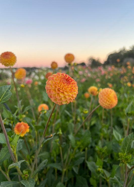 Pompon Dahlia Tubers in cultivar Ginger, Side View. 