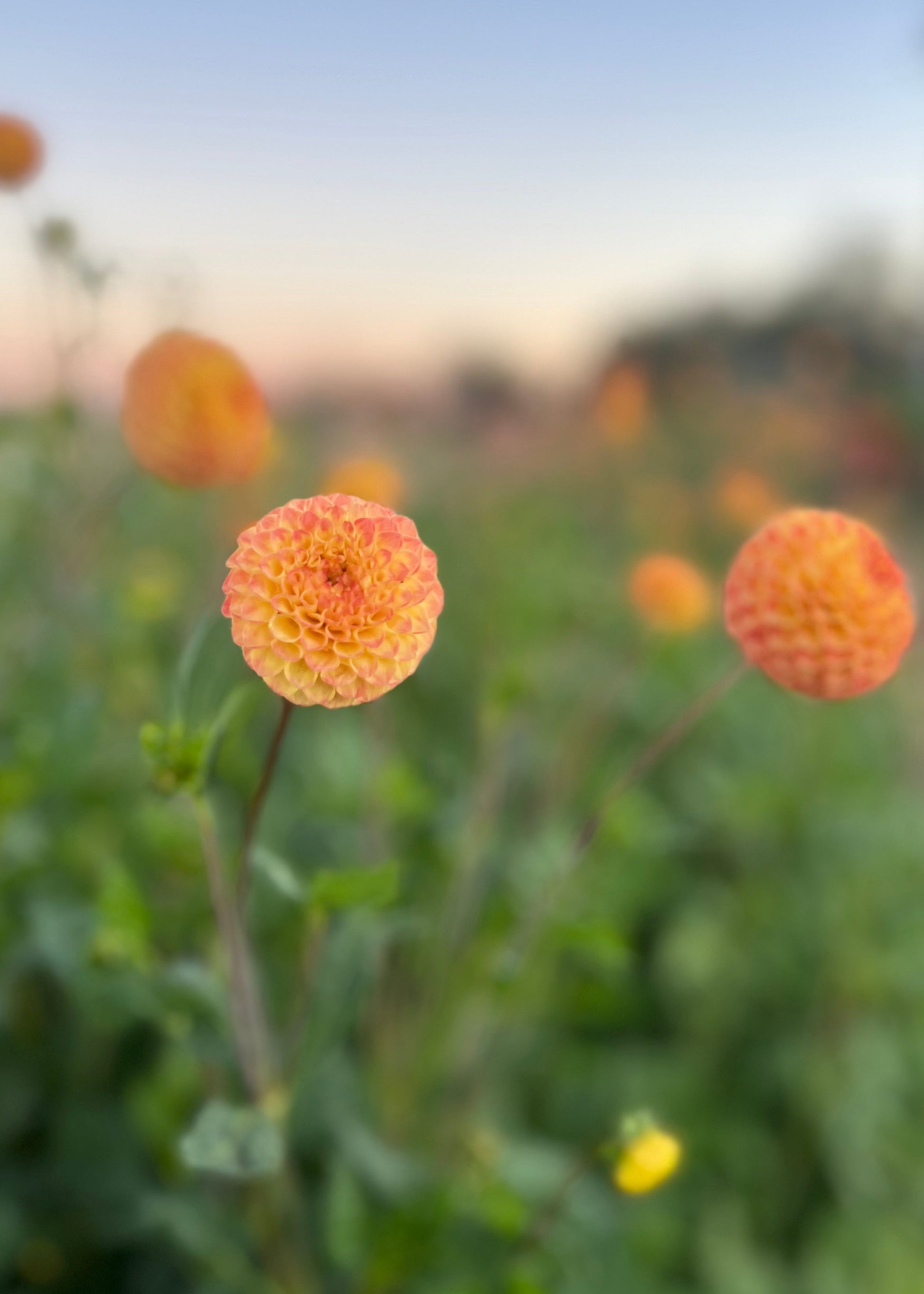 A Pompon Dahlia Tubers in cultivar Ginger, Front View. 