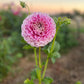 Dahlia 'Wine Dot'