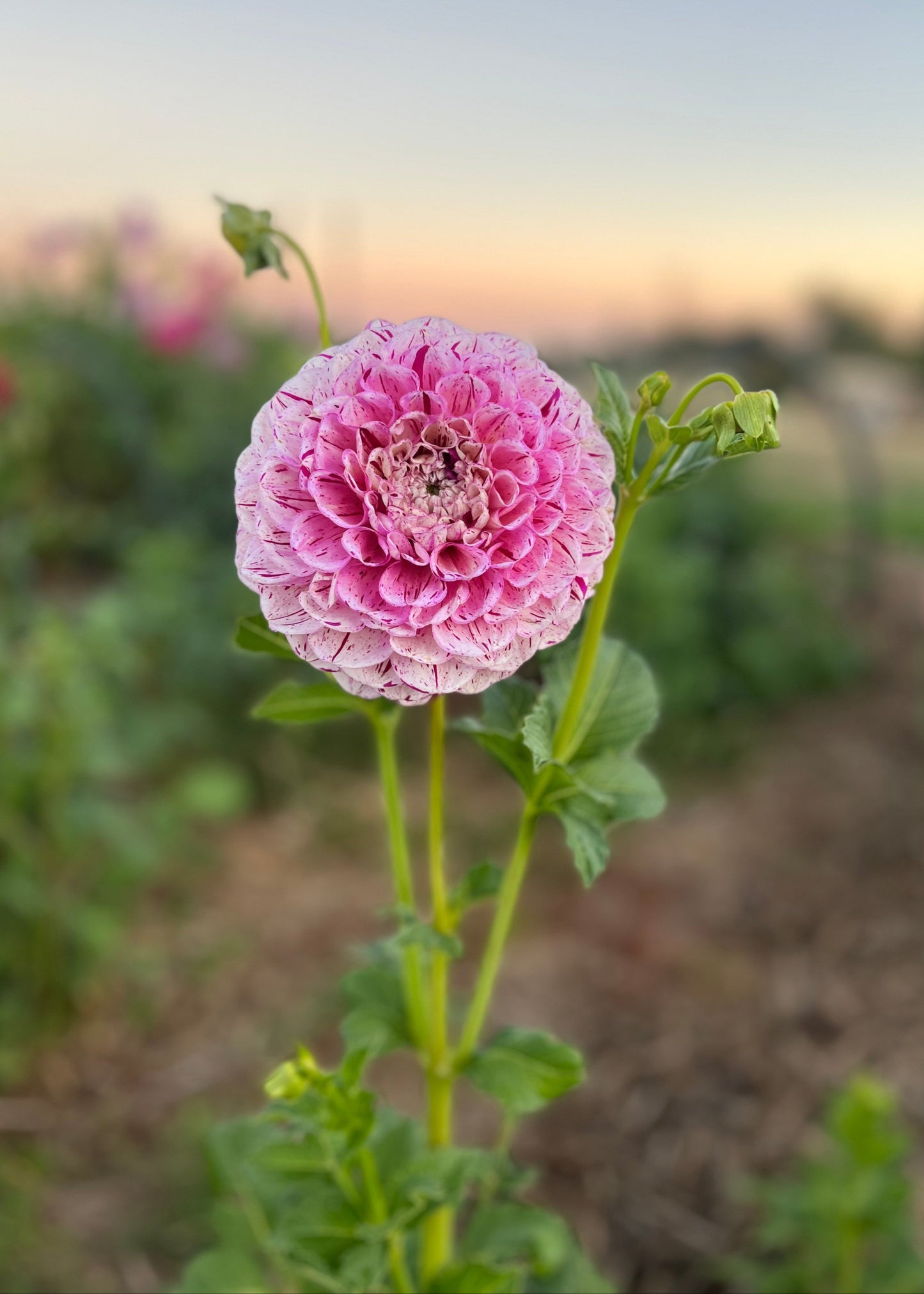 Dahlia 'Wine Dot'