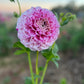 Dahlia 'Wine Dot'
