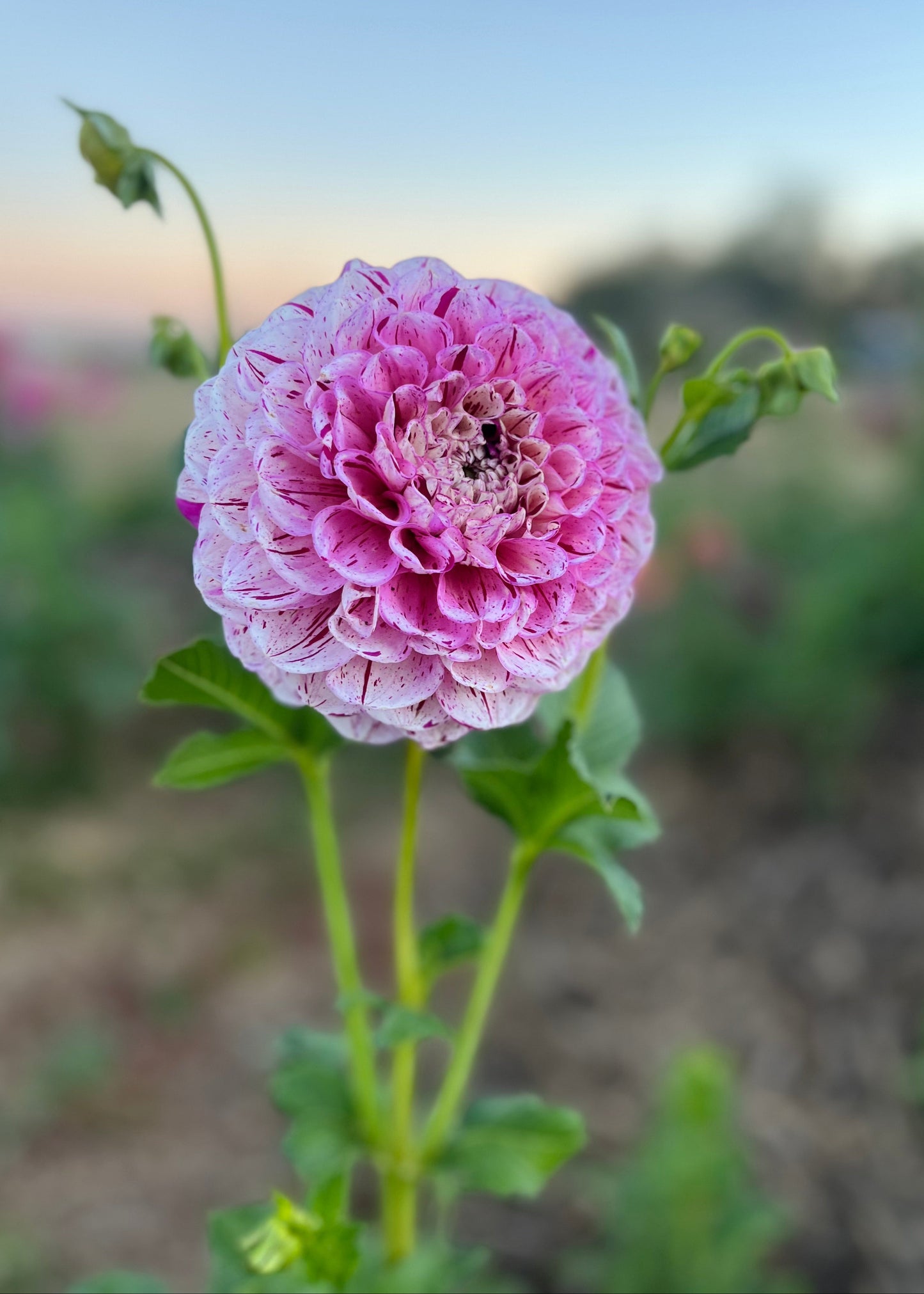 Dahlia 'Wine Dot'