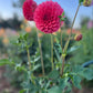 Dahlia 'Devon Opaline'