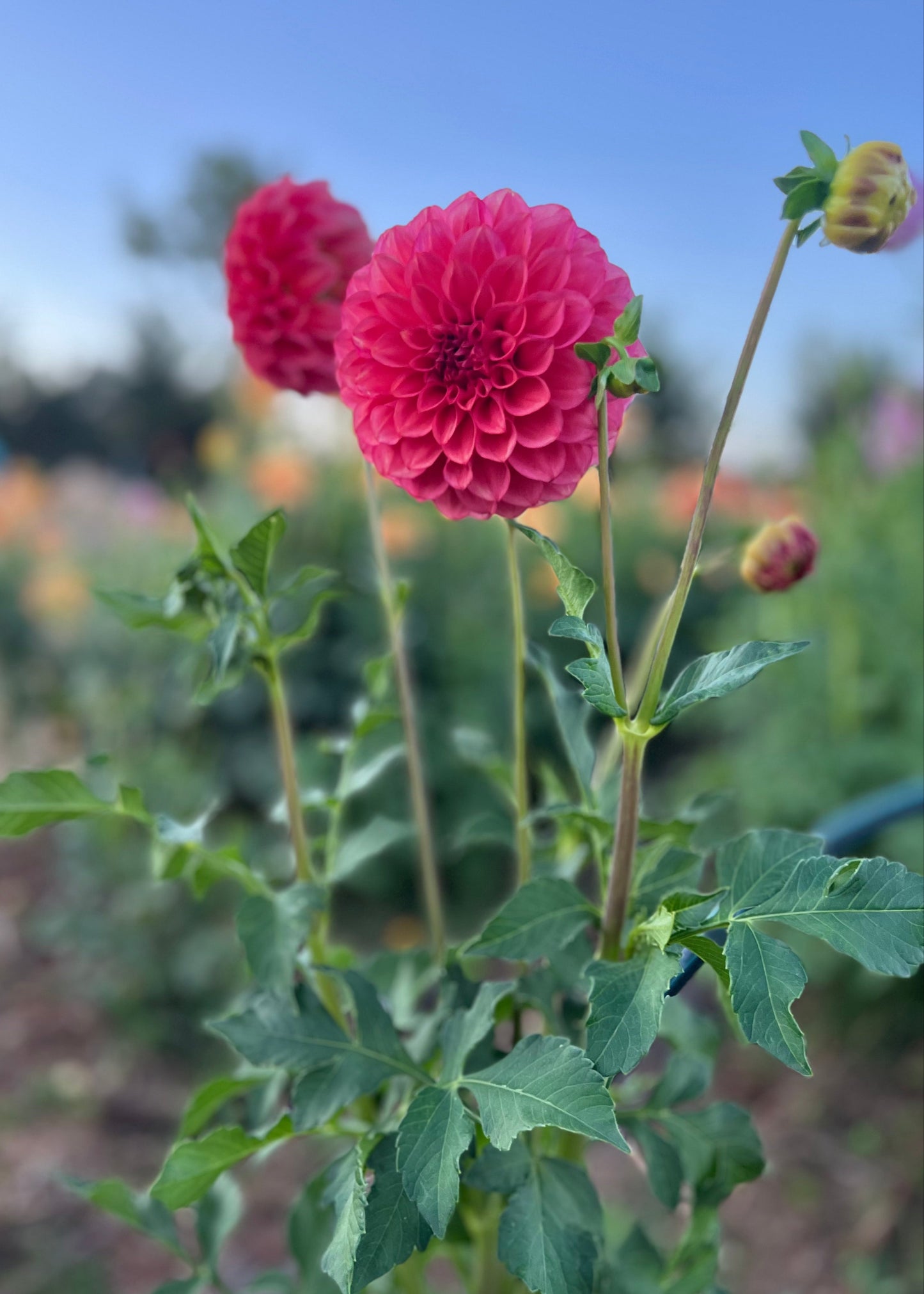 Dahlia 'Devon Opaline'