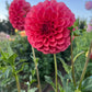 Dahlia 'Devon Opaline'