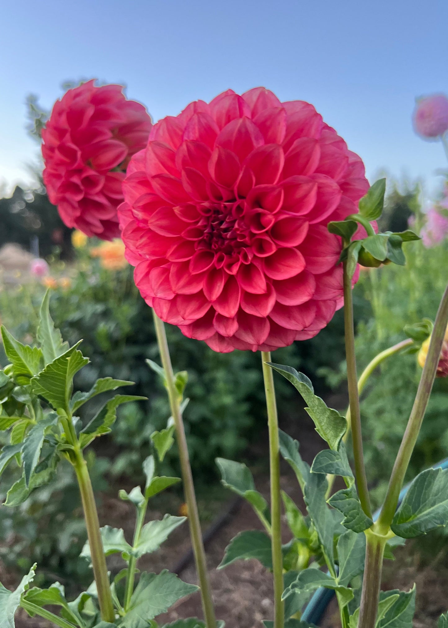 Dahlia 'Devon Opaline'