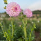 Dahlia 'Hillview Gem'