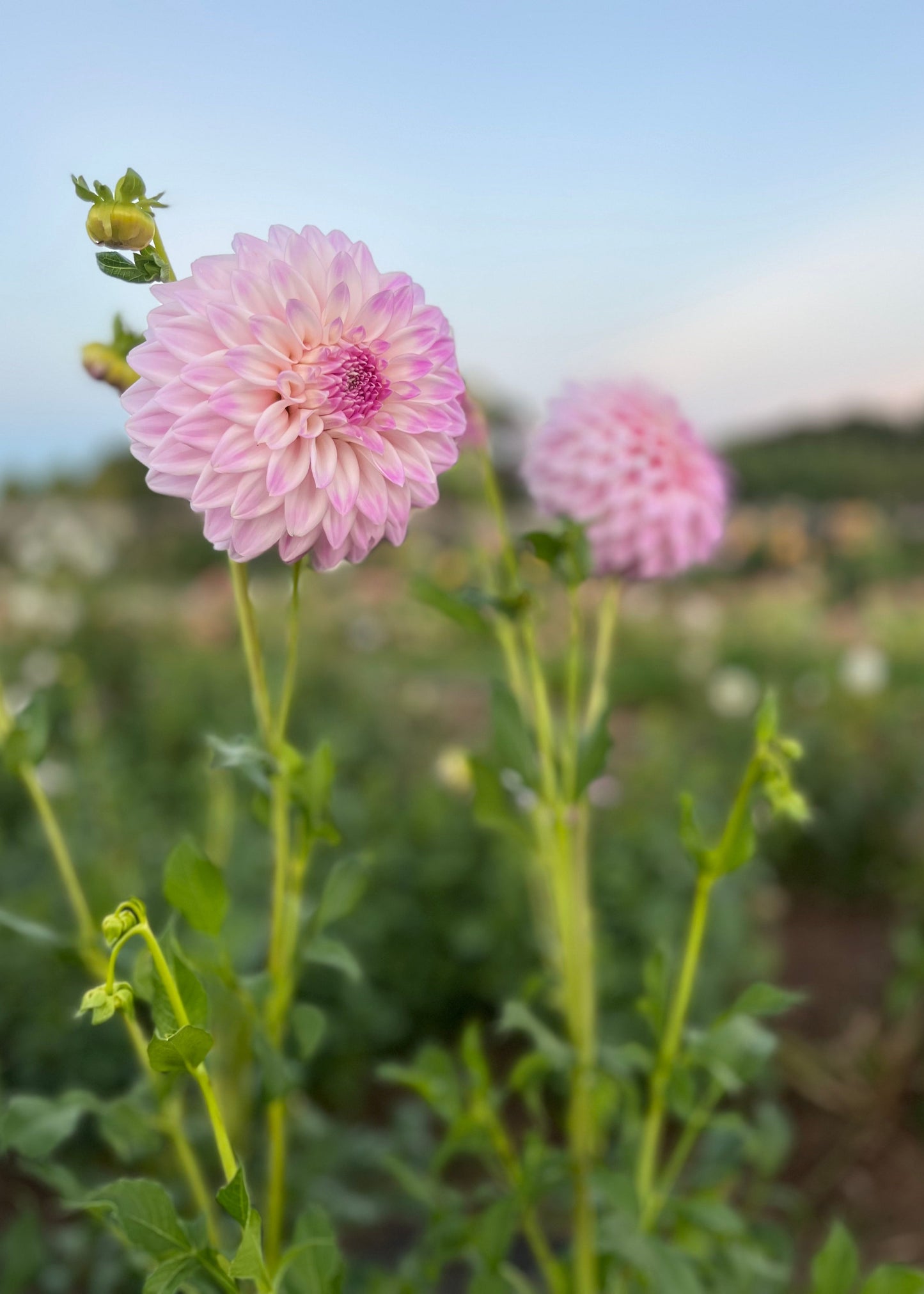 Dahlia 'Hillview Gem'