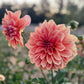 Farmgate Bunches ~ Giant Decorative Dahlias