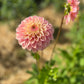 Dahlia 'Floralie Kindness'