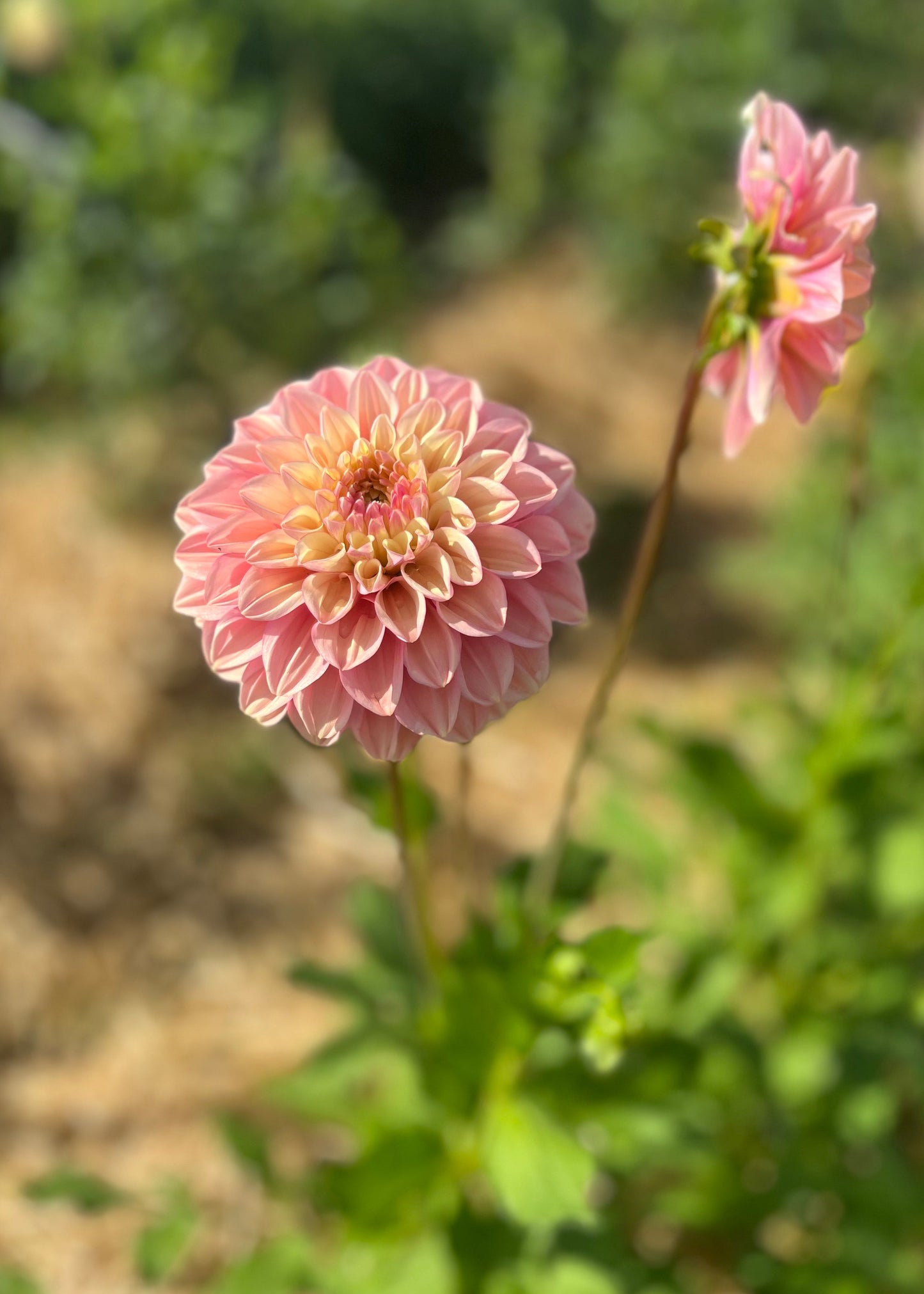 Dahlia 'Floralie Kindness'