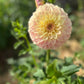 Dahlia 'Coorabell Moonglow'