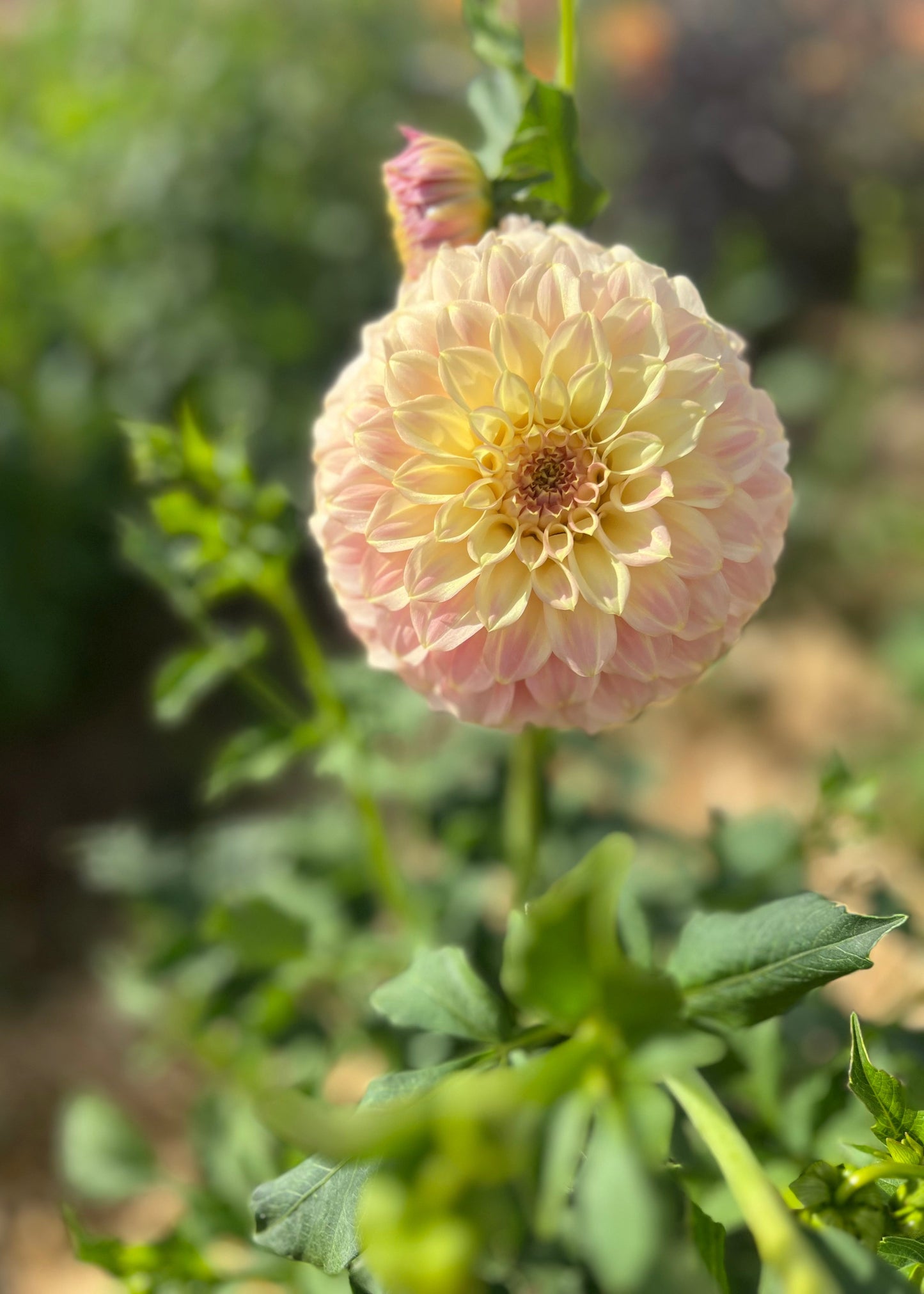 Dahlia 'Coorabell Moonglow'