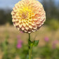 Dahlia 'Coorabell Moonglow'