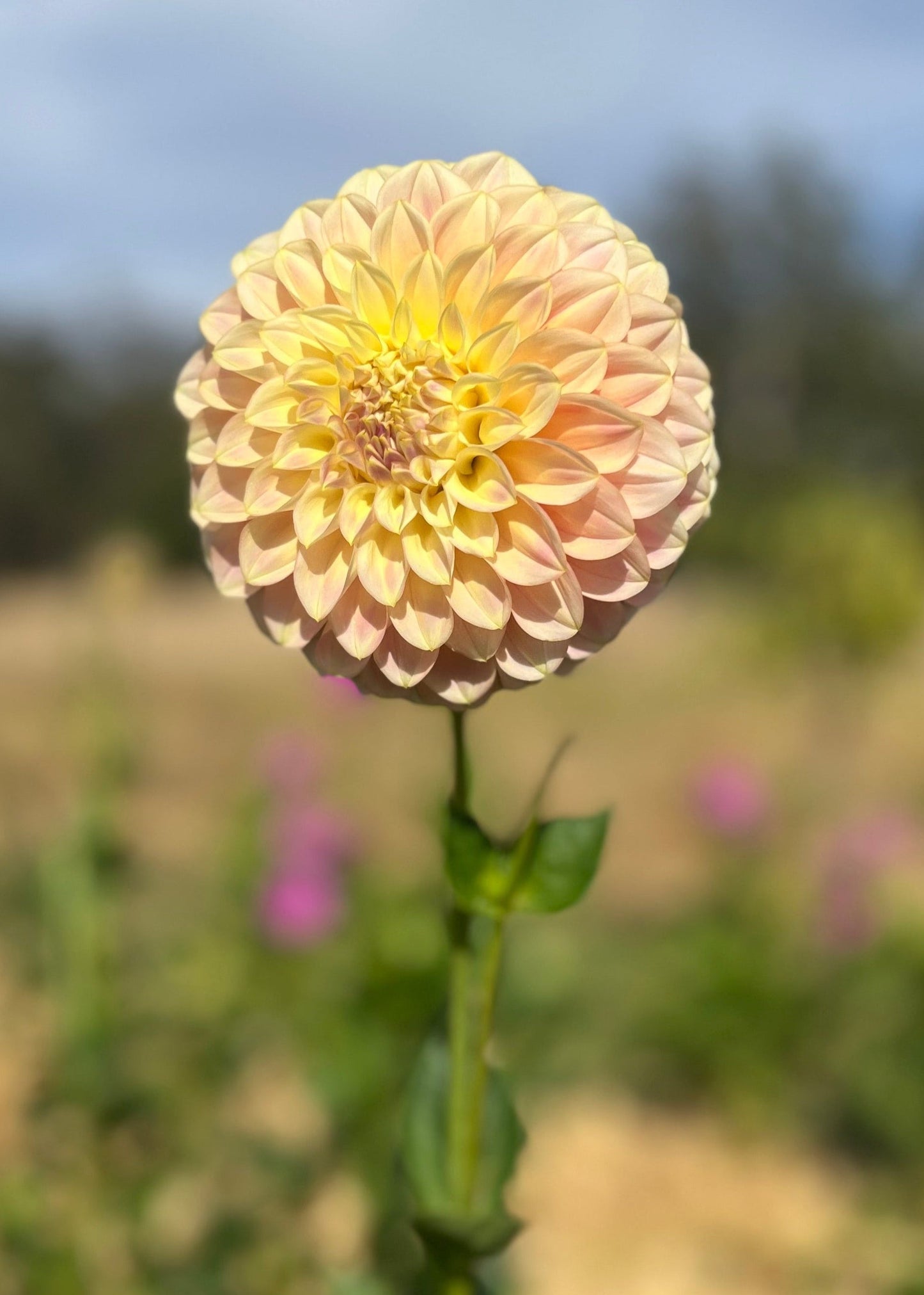 Dahlia 'Coorabell Moonglow'