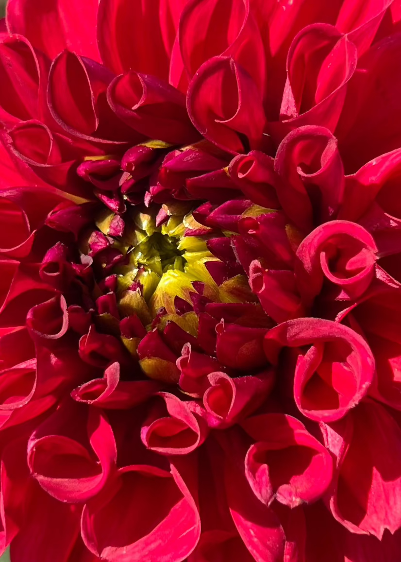 Everbloom Blood Moon