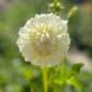 Dahlia 'Glenmarc Misty'
