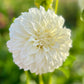 Farmgate Bunches ~ Small Decorative Dahlias