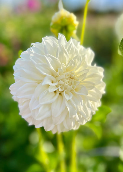 Farmgate Bunches ~ Small Decorative Dahlias