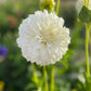 Dahlia 'Glenmarc Misty'