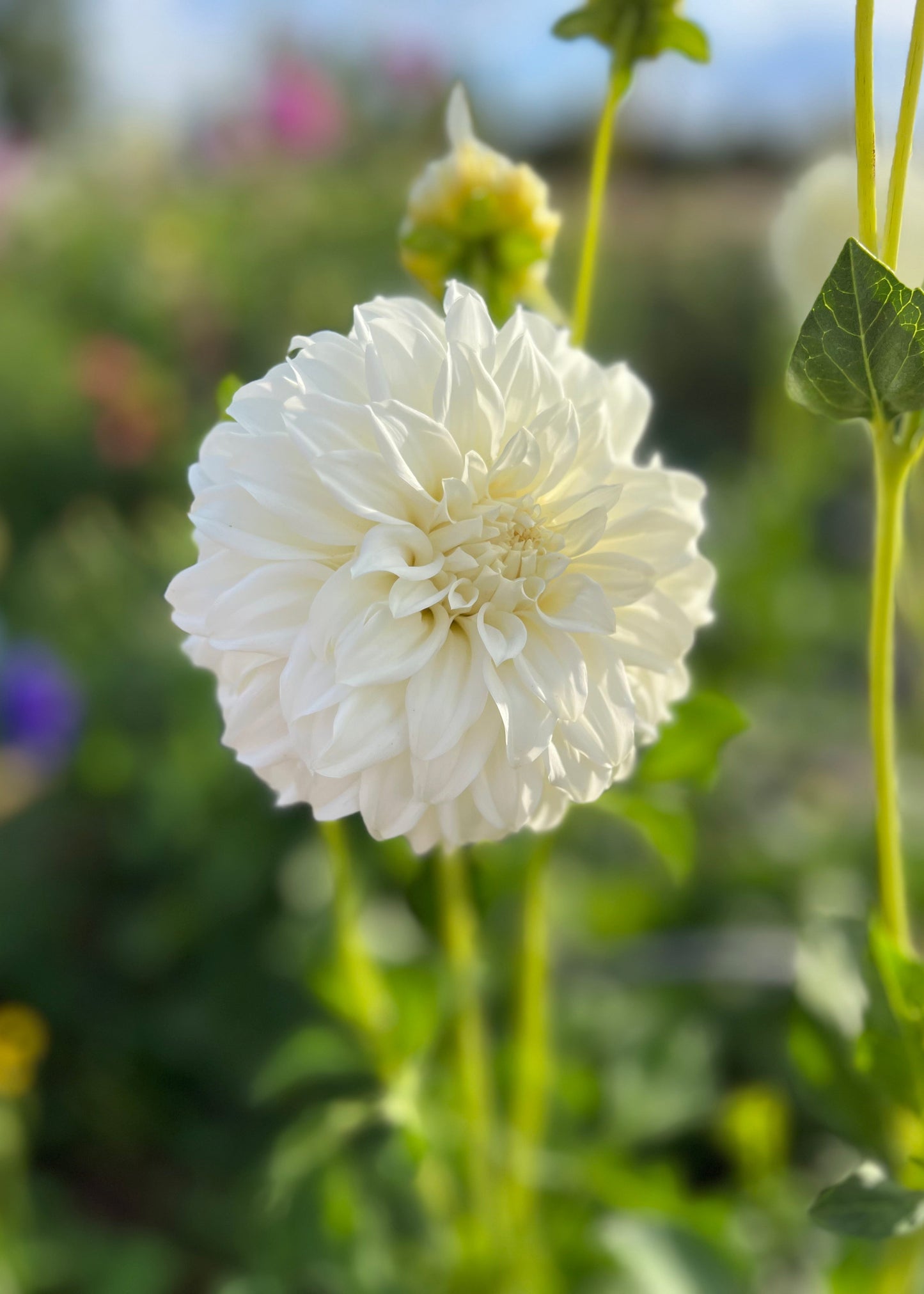 Dahlia 'Glenmarc Misty'
