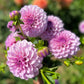 Farmgate Bunches ~ Small Decorative Dahlias