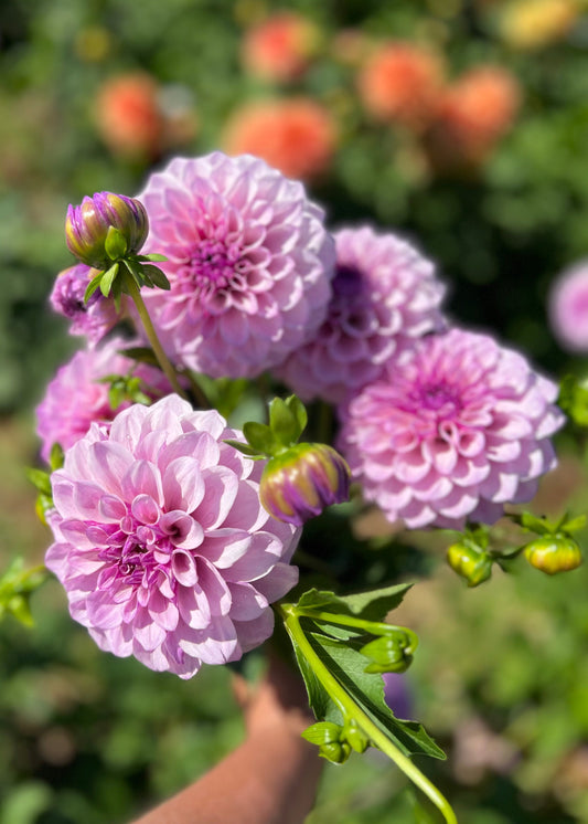 Farmgate Bunches ~ Small Decorative Dahlias