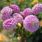 Dahlia 'Glenmarc Margaret'