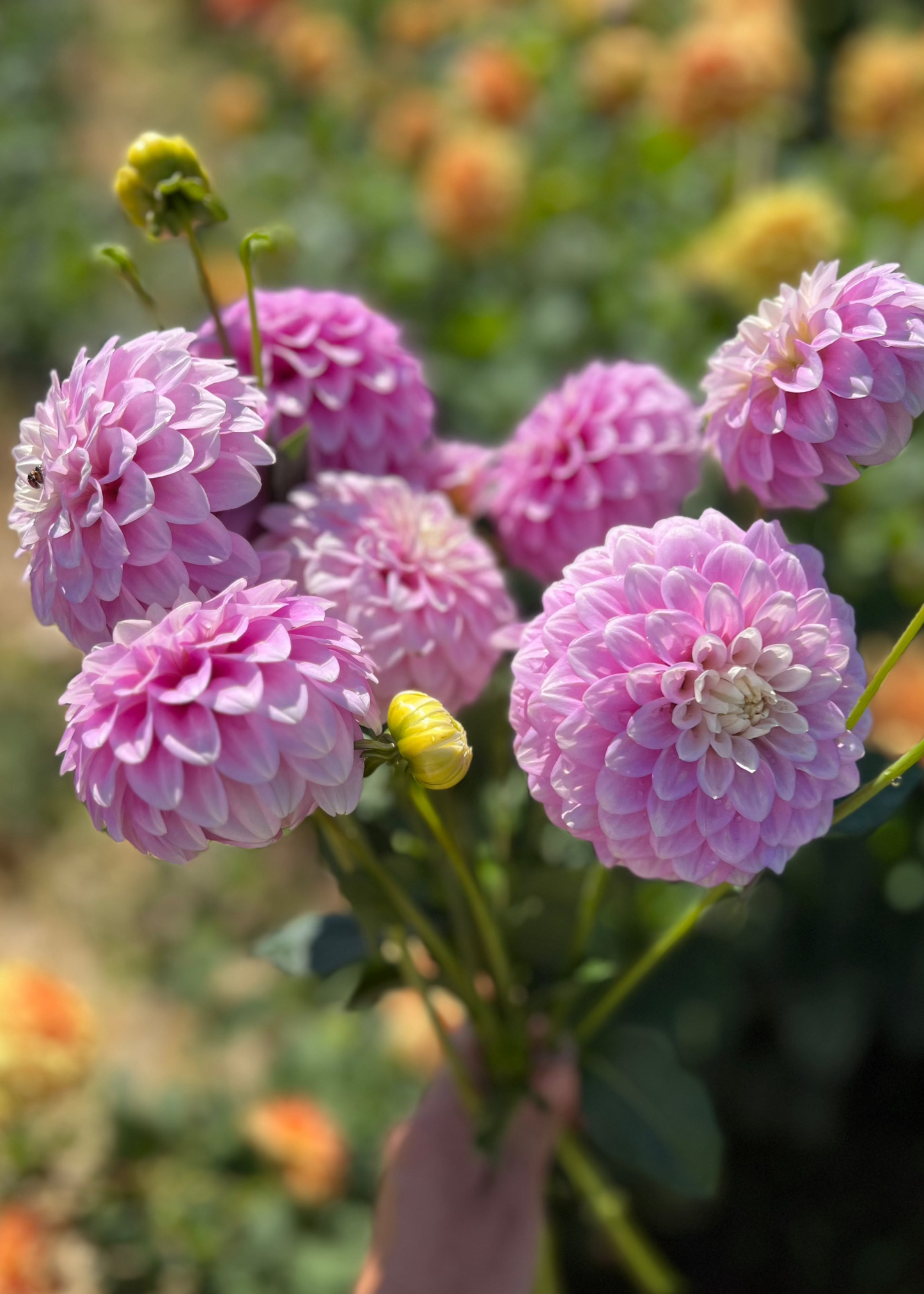 Dahlia 'Glenmarc Margaret'