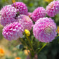 Farmgate Bunches ~ Miniature Decorative Dahlias