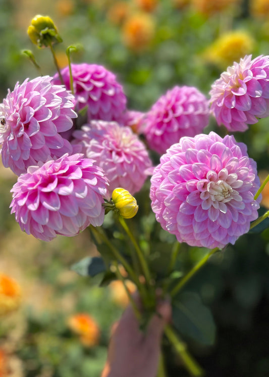 Farmgate Bunches ~ Miniature Decorative Dahlias