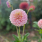 Dahlia 'Coorabell Jessie'