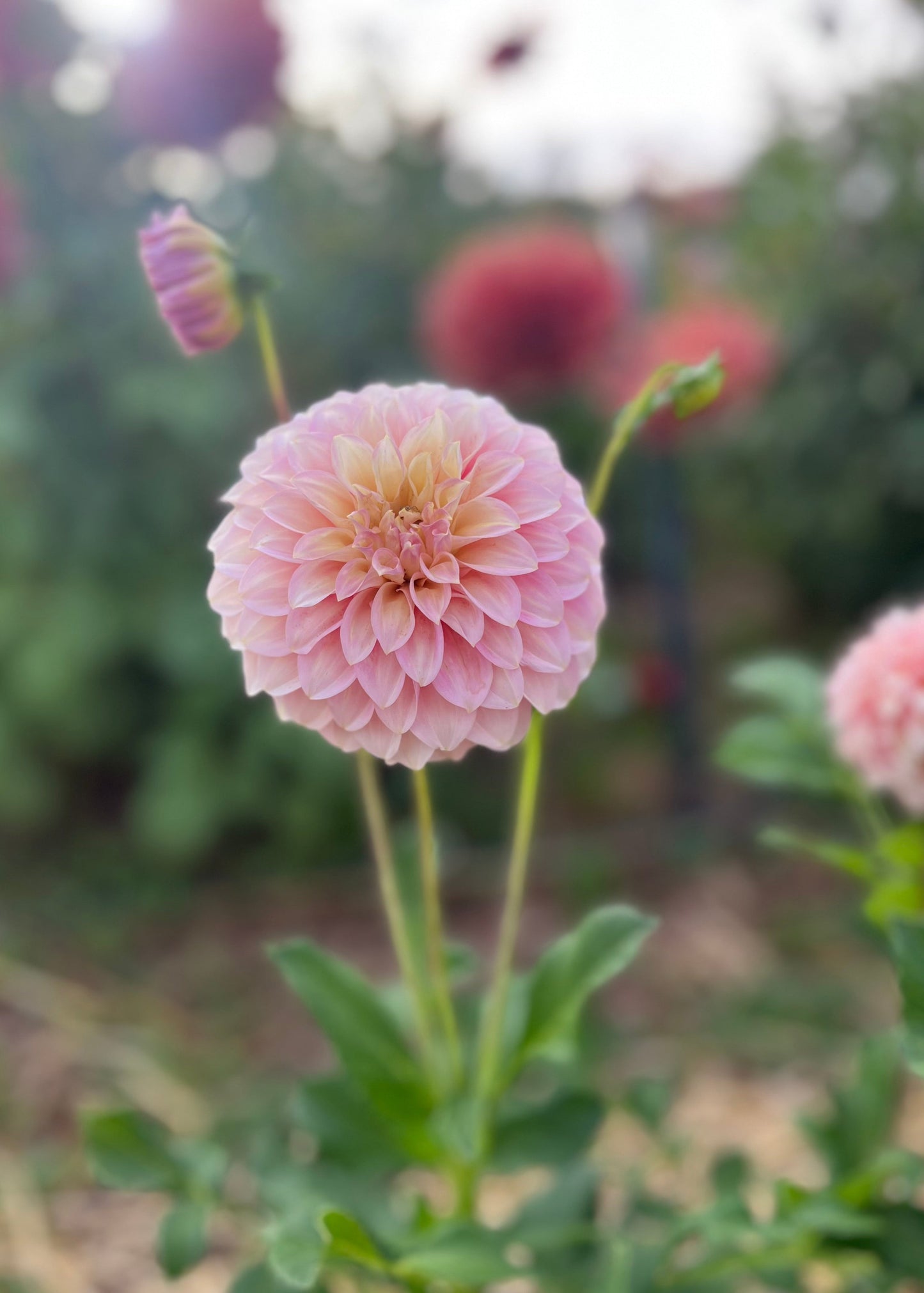 Dahlia 'Coorabell Jessie'